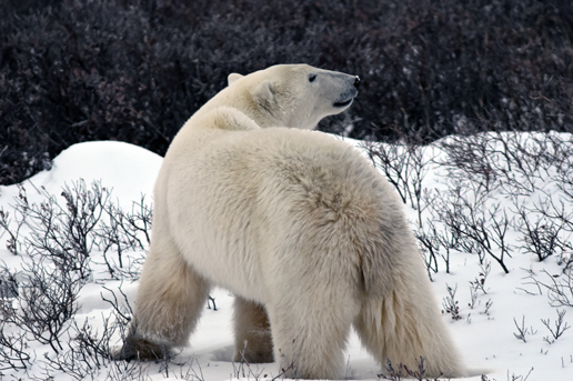 Polar bear in the snowy Canadian wilderness, showcasing unique winter wildlife adventures with Ethiopian Airlines.